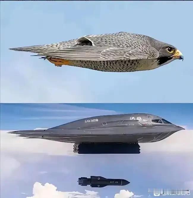 B-2轰炸机：从红隼之翼到隐形战机的仿生奇迹
在人类军事航空的历史长河中，B-2