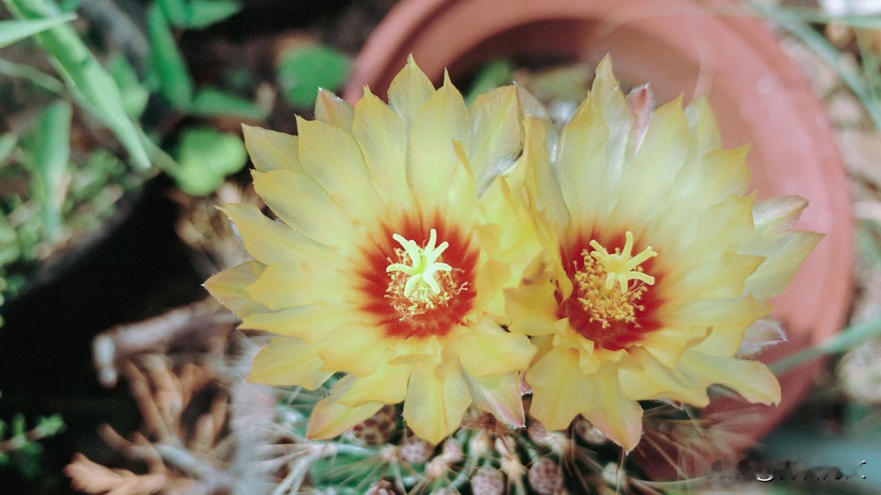 夏日生活打卡季喜见仙人球开花