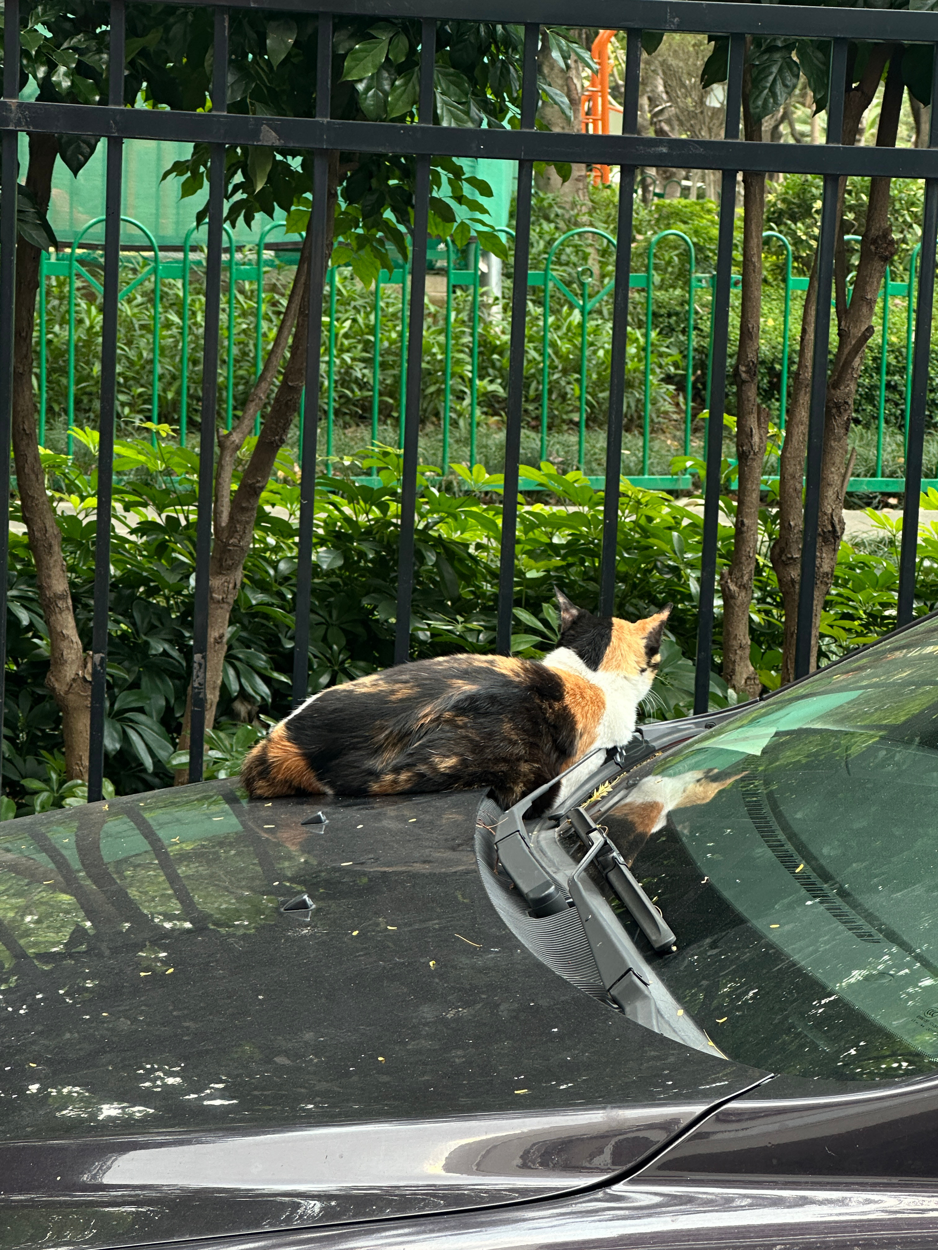 趴在车盖上的一只猫🐱猫咪猫 .我与汽车的日常car时尚 厦门·加州花园