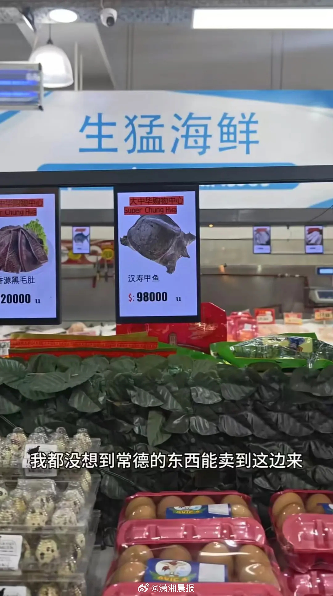 【#中国男子阿根廷超市看到卖汉寿甲鱼#，#阿根廷超市卖汉寿甲鱼约500元一只#】