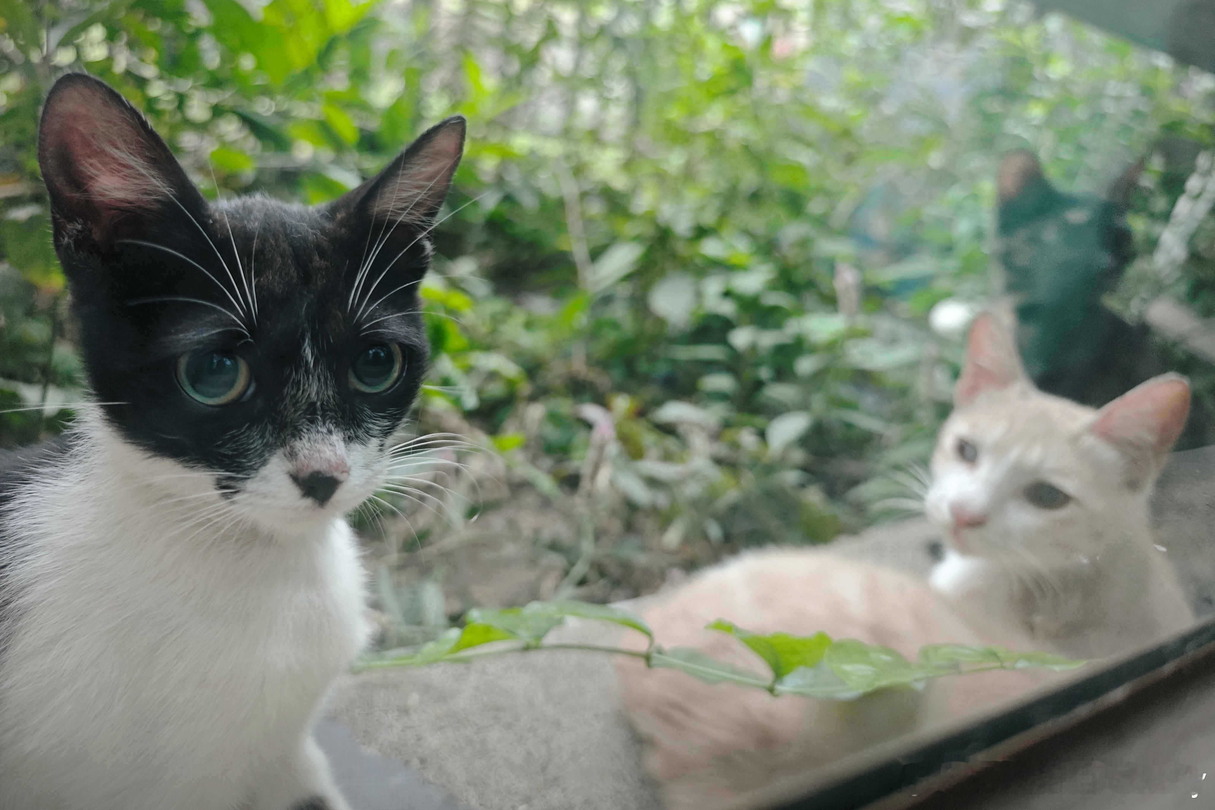 今天早晨花园里的小猫。其实我挺喜欢分享生活的，但我不喜欢用视频记录生活，也不喜欢