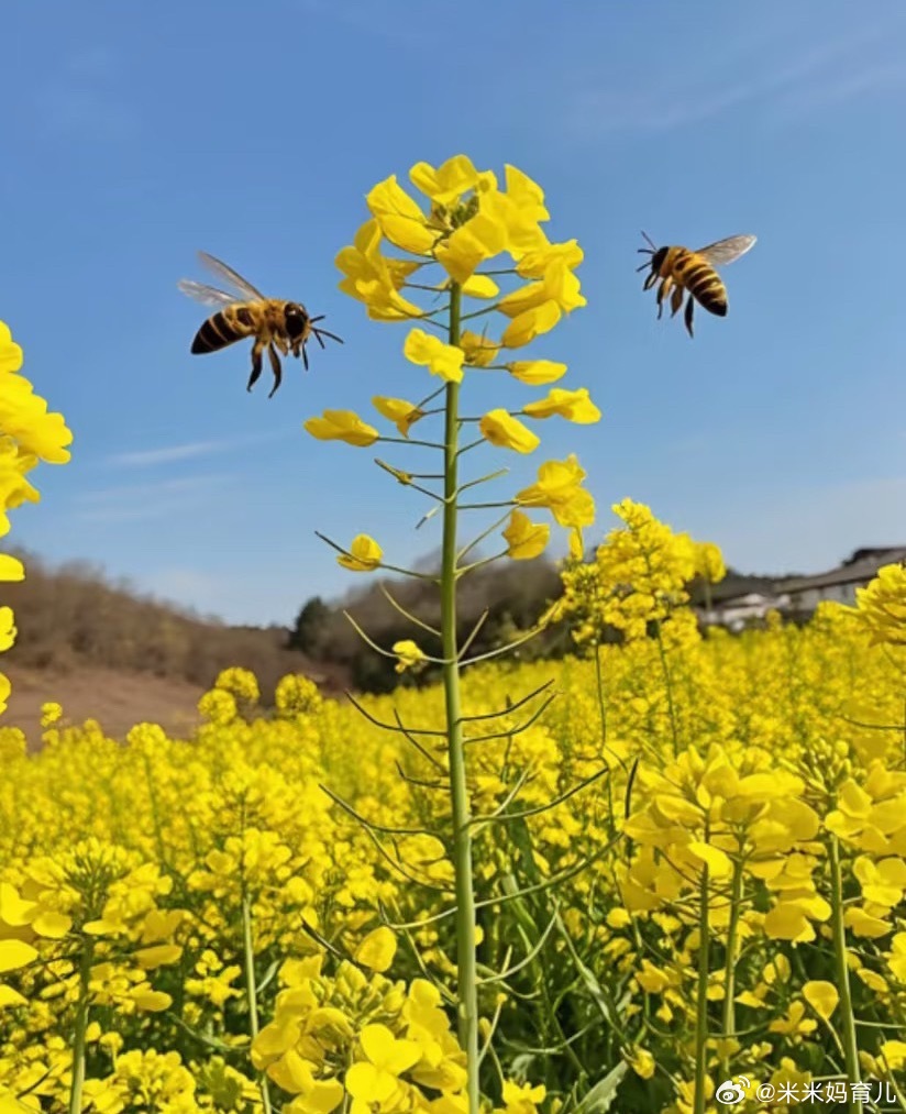 彩色油菜花金黄的油菜花！带娃出门看看吧一垄垄花田像打翻的调色盘。春风拂过，金色花