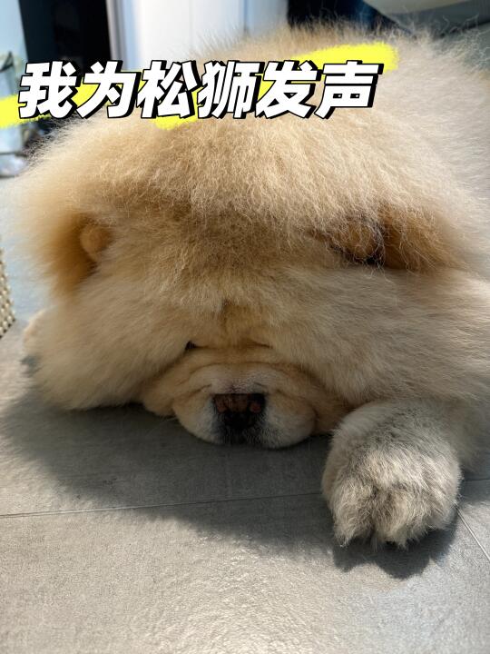 被一个宠物博主气到失眠
