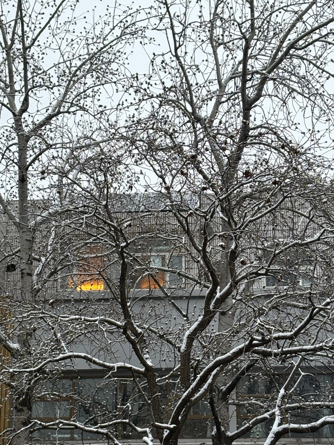 北京的雪真不小气温不够低，下的雪路上基本存不住。但挂在树枝上真好看。 