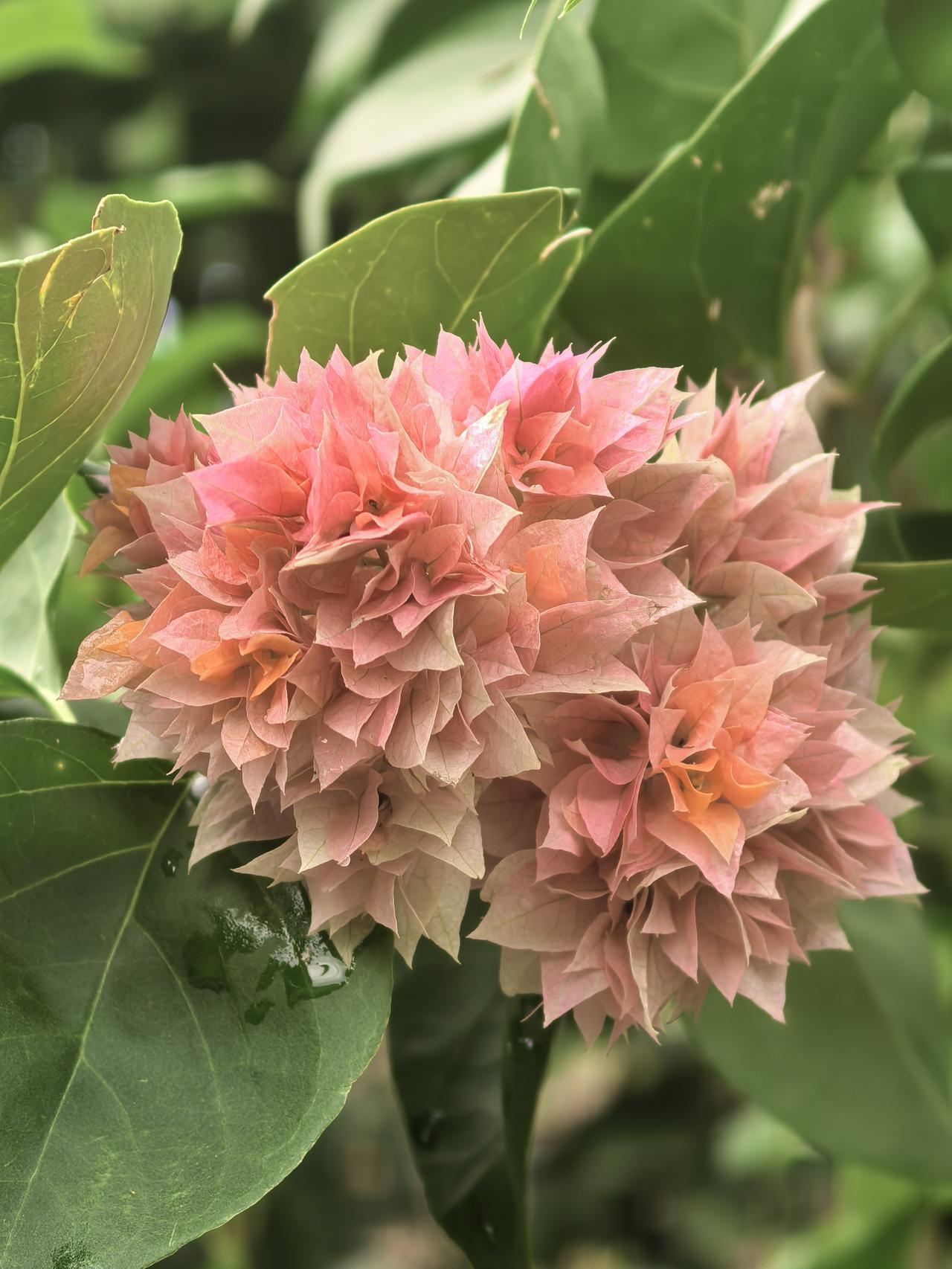 重瓣怡景三角梅，叶子花里的幻彩仙子。 
怡景三角梅的花型似绣球，层层叠叠的苞片簇