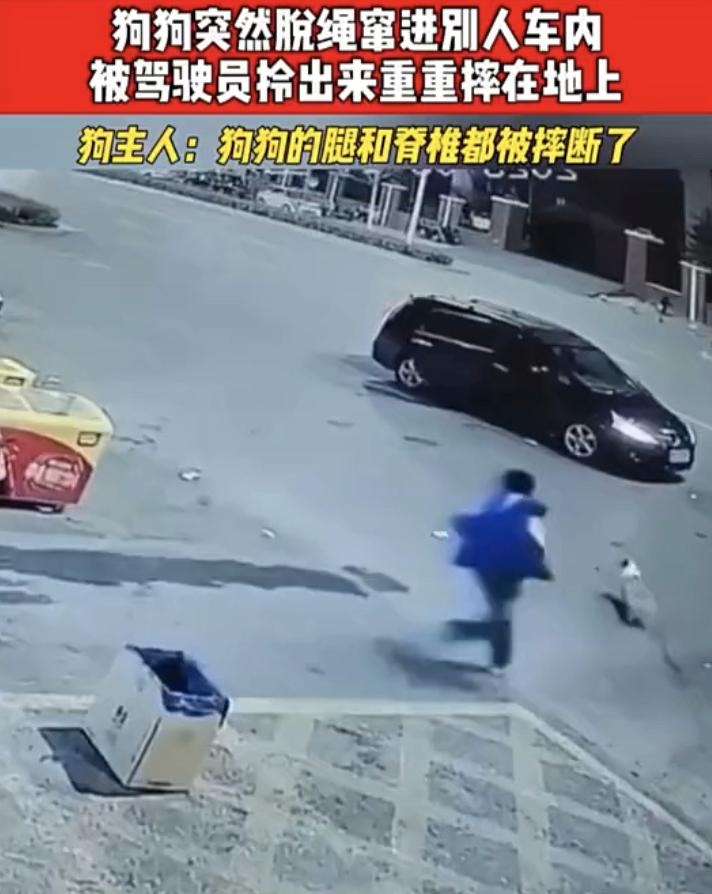 绳子没拴紧，狗主人全责，感觉这个没有什么毛病，狗这种生物本来就很蠢，它们又不知道