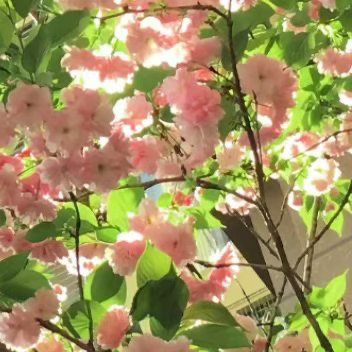 葡萄种植方法一、环境要求葡萄喜温暖、光照充足的环境，适宜生长温度 20–30℃，