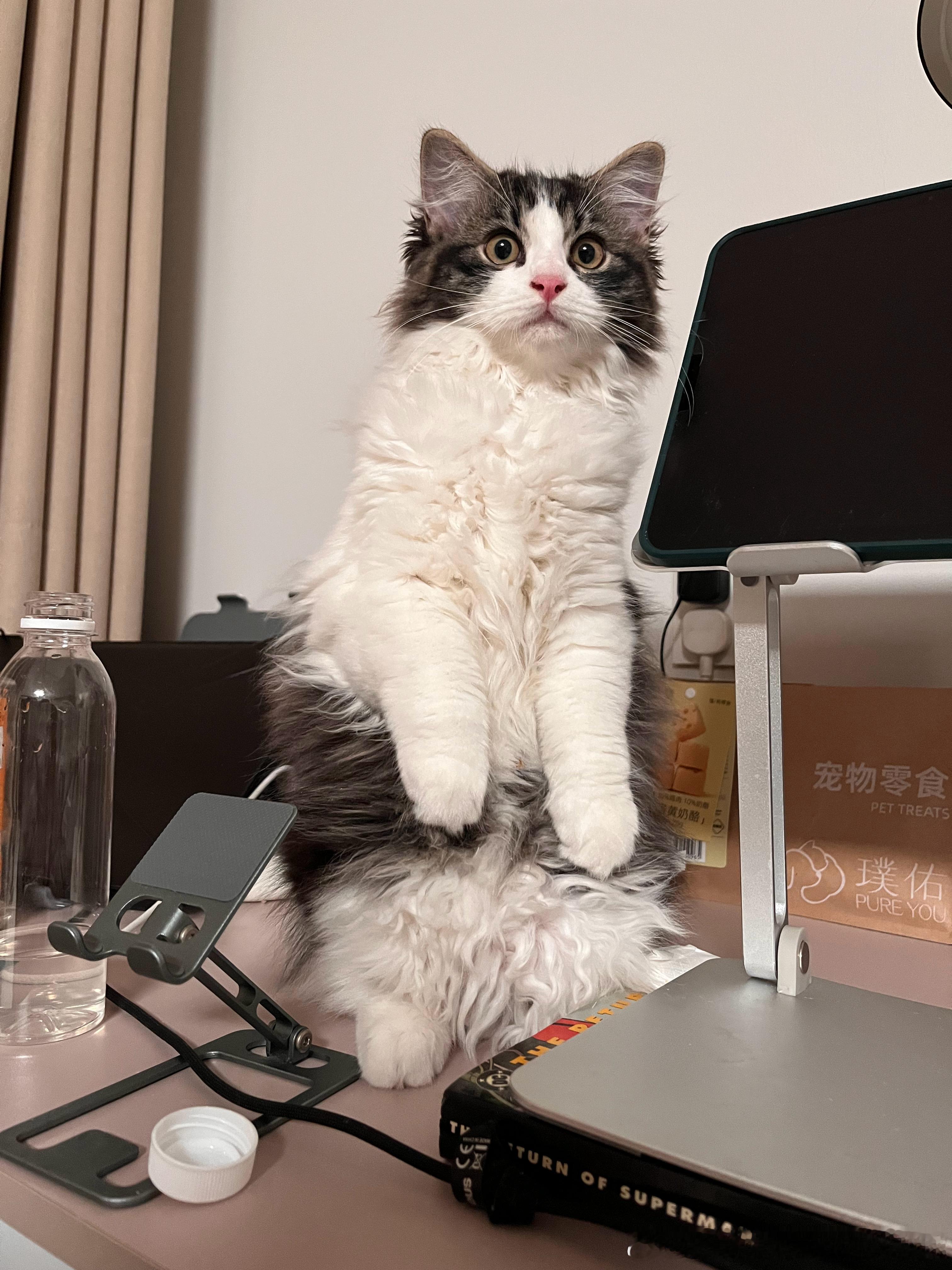 土拨鼠 ​​​
