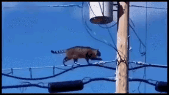 猫有9条命，这次用掉了一条