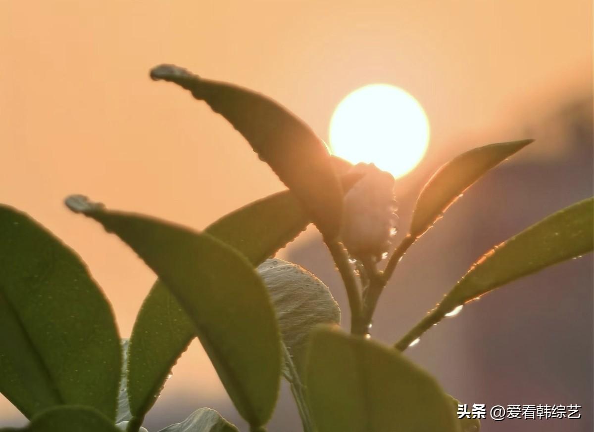春日生活打卡季落日把橘色熔进叶隙，晨露沾在梢尖，被暖光镀成细碎的金。新苞藏在叶间
