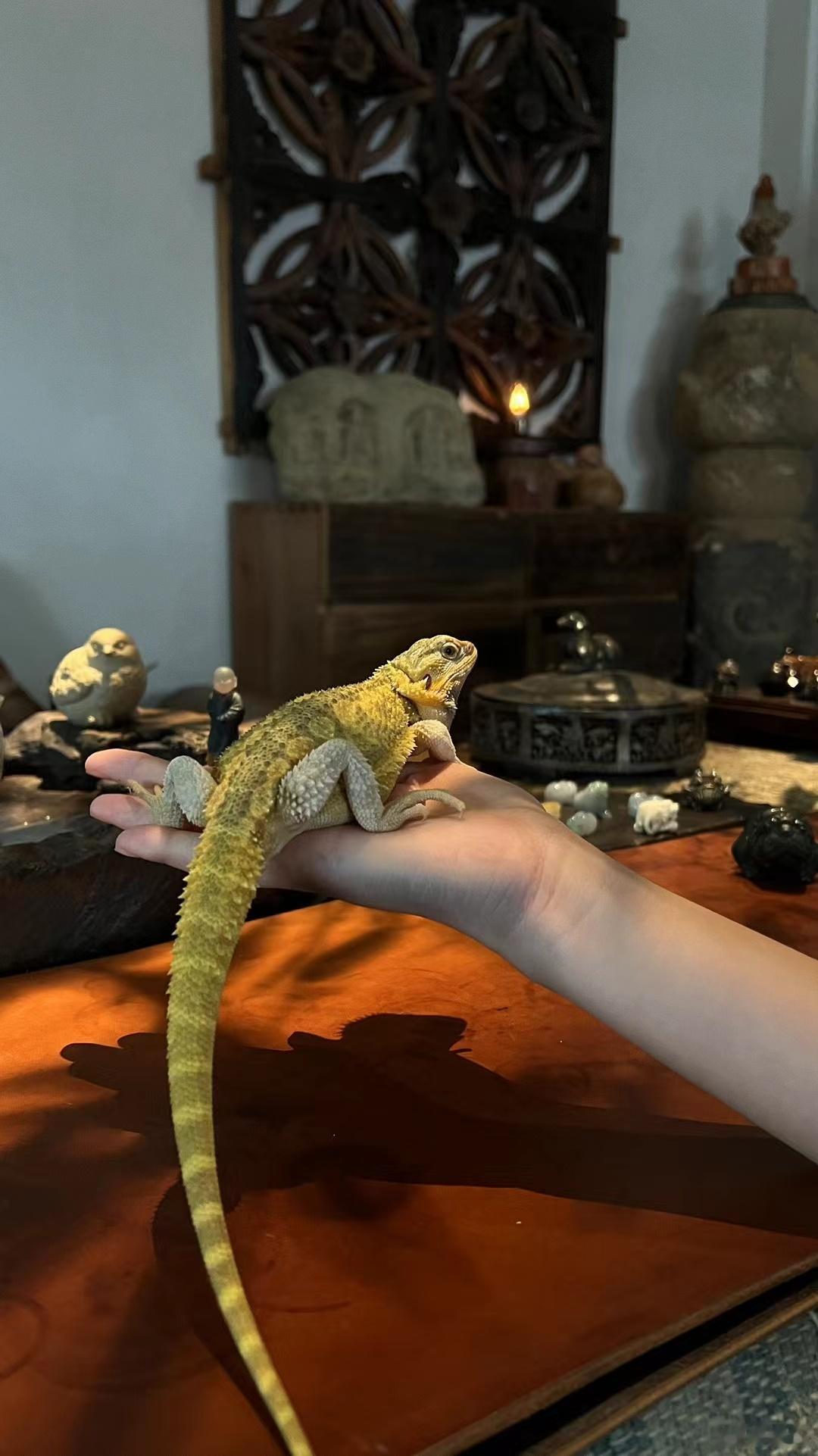 当下小朋友的宠物、比我们以前玩的猫狗是不是要高级了。 ​​​