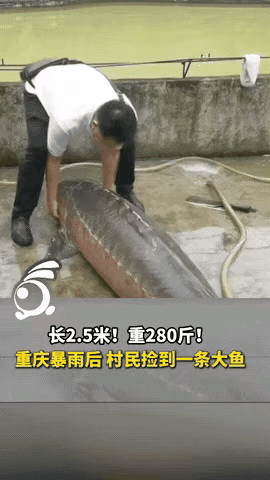 重庆暴雨过后，村民捡到一条长2.5米，重280多斤的大鱼，有人说这是泼天富贵值好