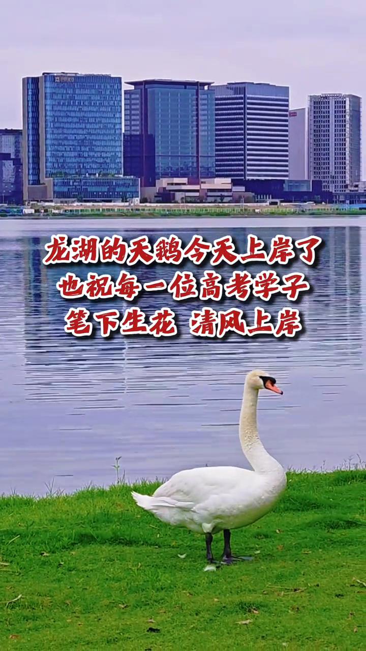 龙湖的天鹅今天上岸了，也祝每一位高考学子笔下生花，清风上岸。
今天北龙湖的天鹅突