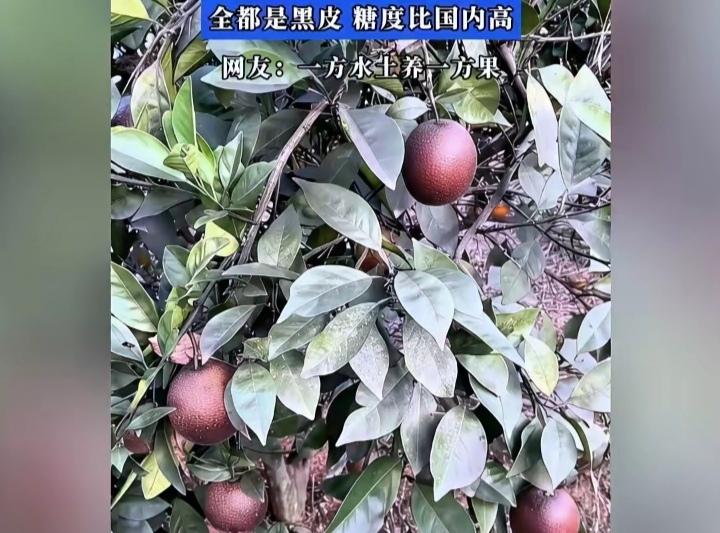 橙子到非洲皮肤也变黑了？！刚刚刷到一段视频说非洲种的赣南脐橙皮都是黑的，看图一、
