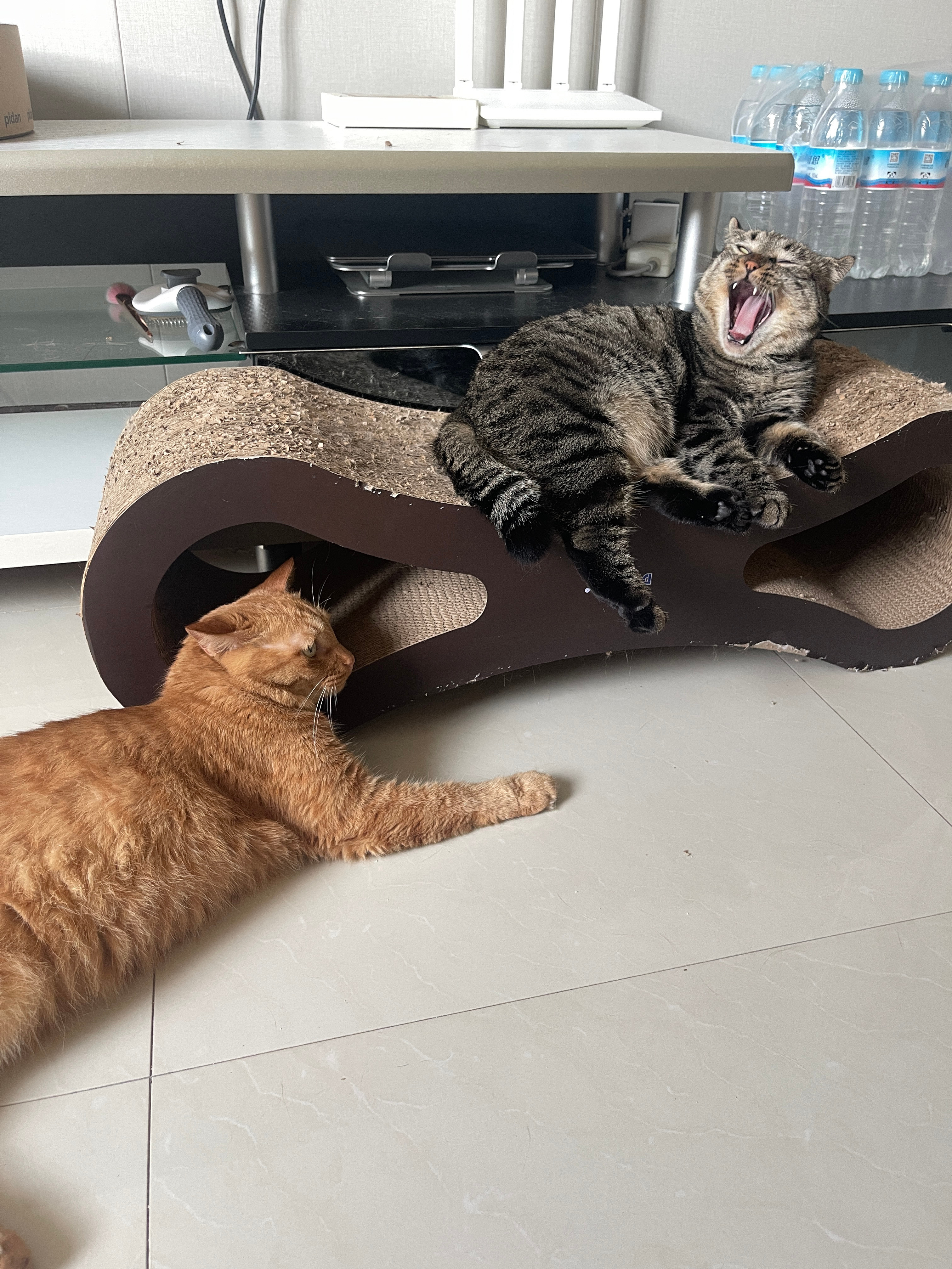 妈妈用猫条把小肉毛子引诱下来 猫抓板就是碗碗的了 