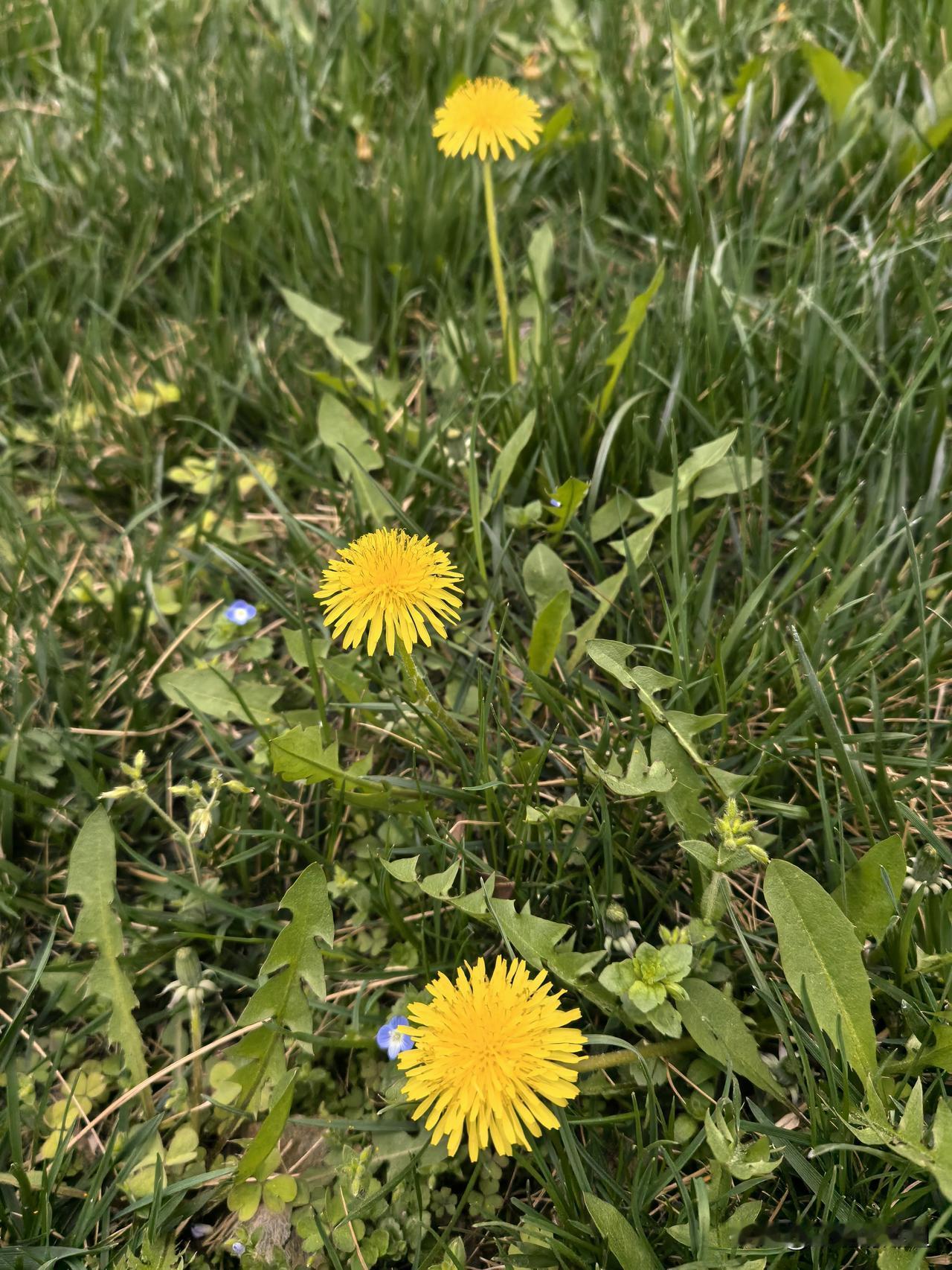 踩了几天指压板，终于把自己的筋膜炎给诱发了！
都说踩指压板对身体有好处，甚至有直