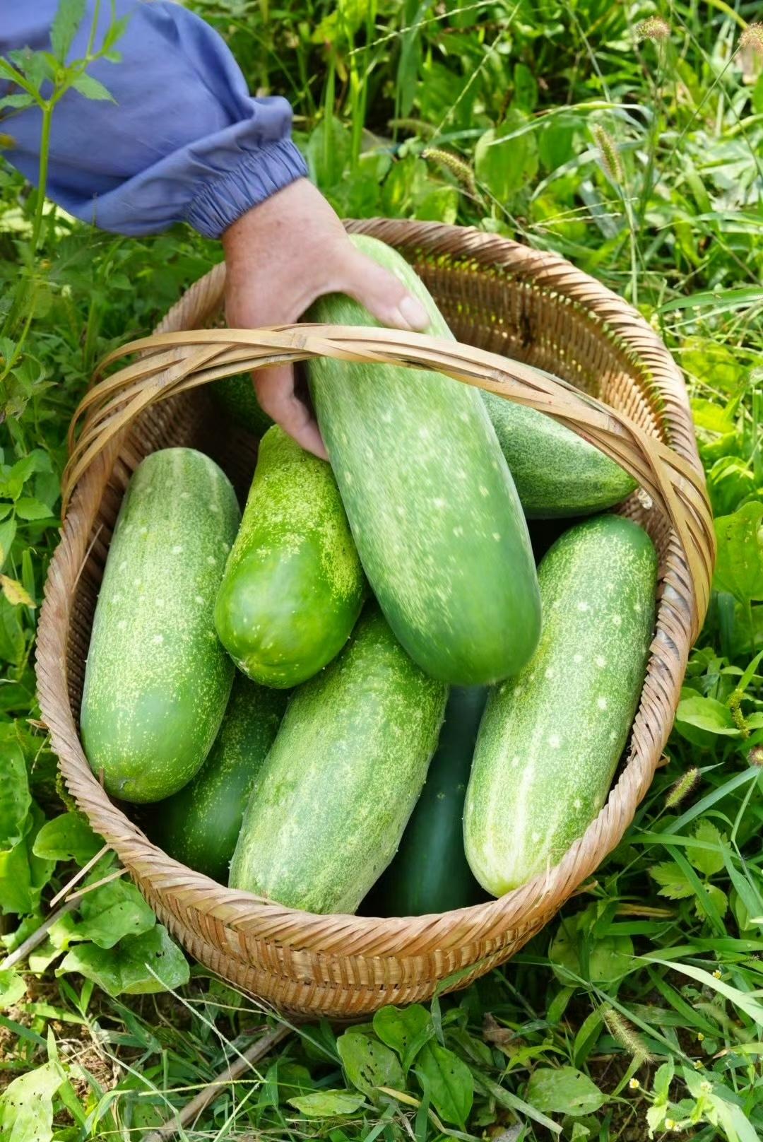 老家的夏天，乡村就是一个巨大的能量场