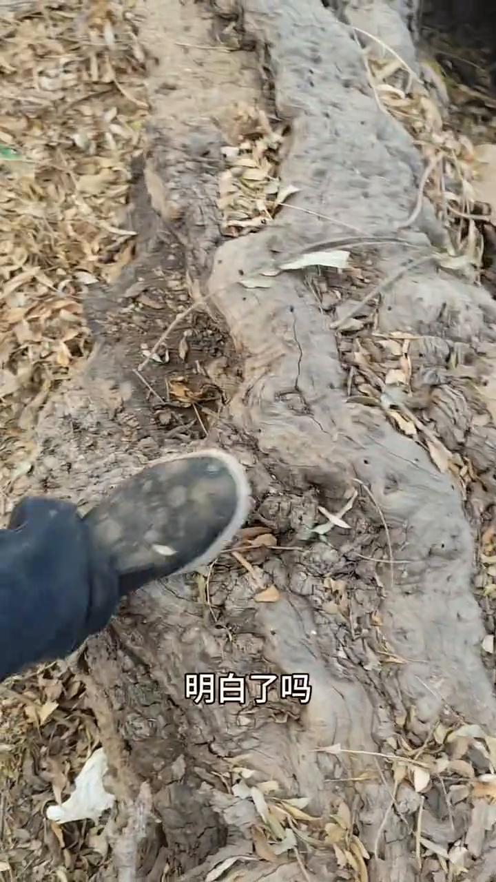 如果我的力量搞得动，早把它做成枣木摆件了。
这是我这里最粗的一根空心的，最粗的地