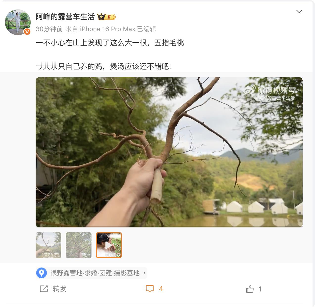 大家有吃过这个吗，五指毛桃，从来没有吃过 ​​​