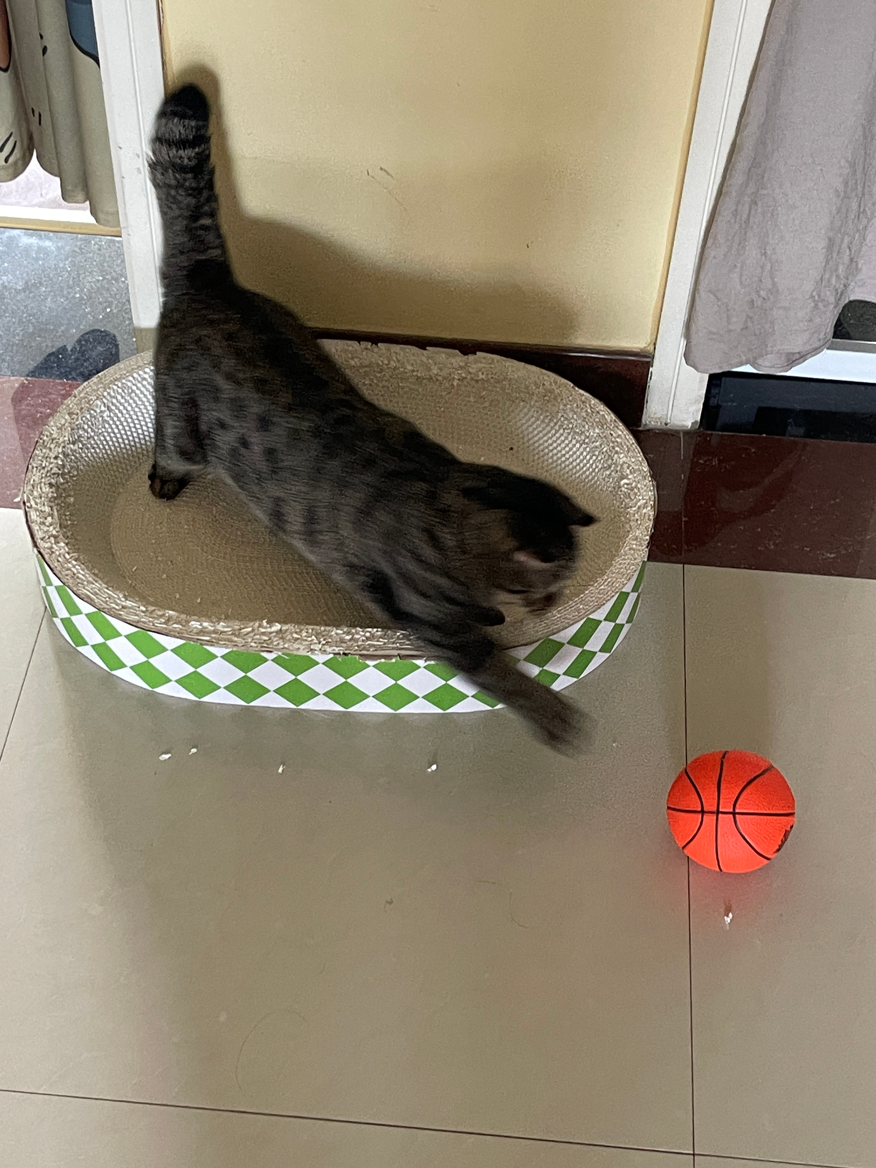 买来之后从来没有猫玩过的小皮球 成了肉肉的新玩具 