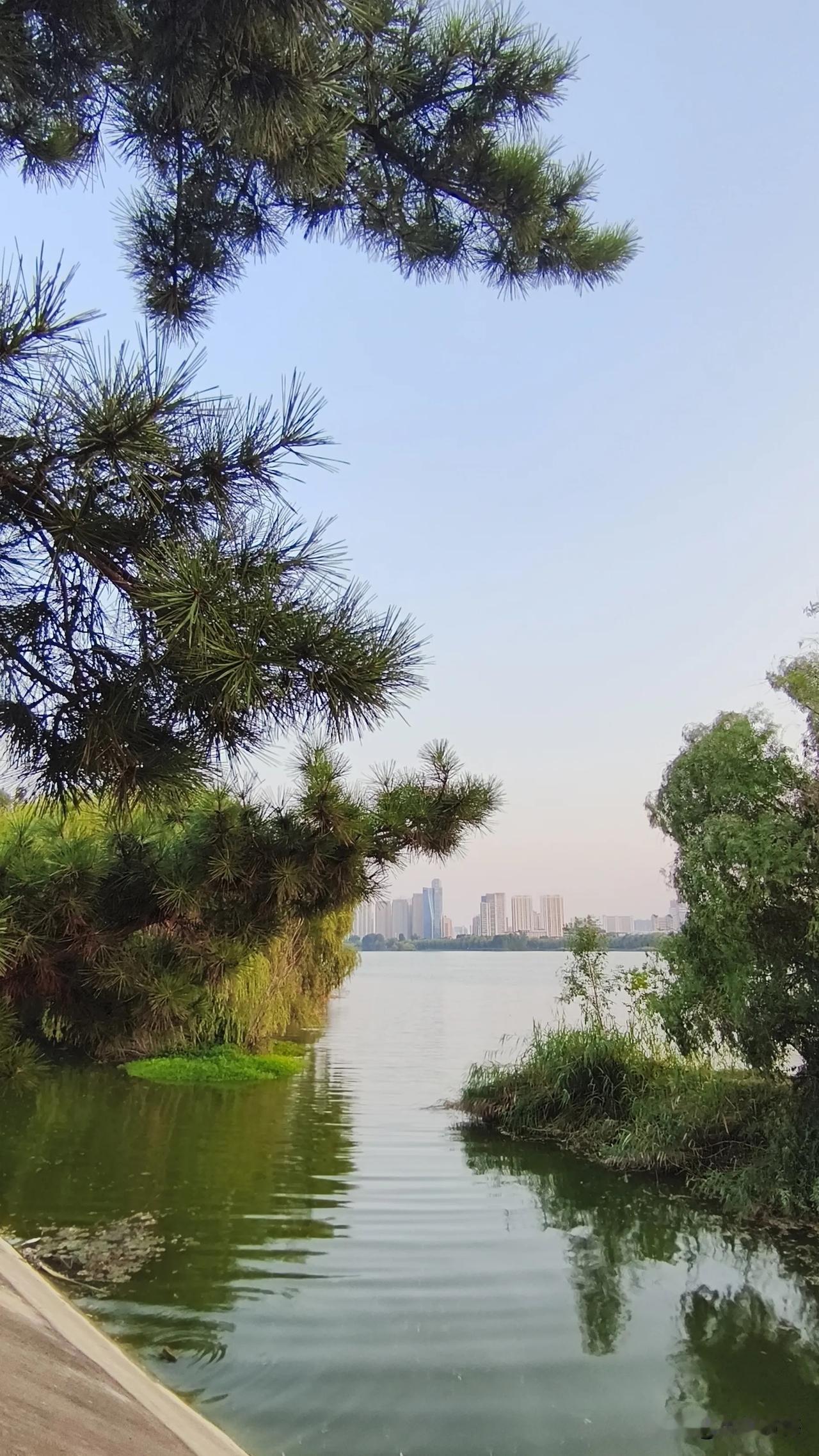 夏日生活打卡季隔岸观城市一隅，隔树看天水美色。