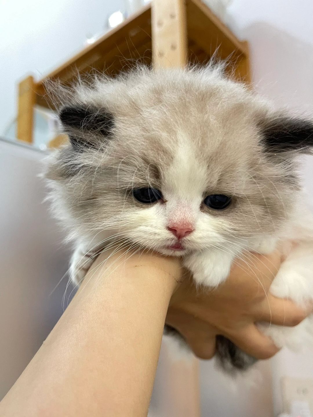 宝宝看着好委屈噢🥺