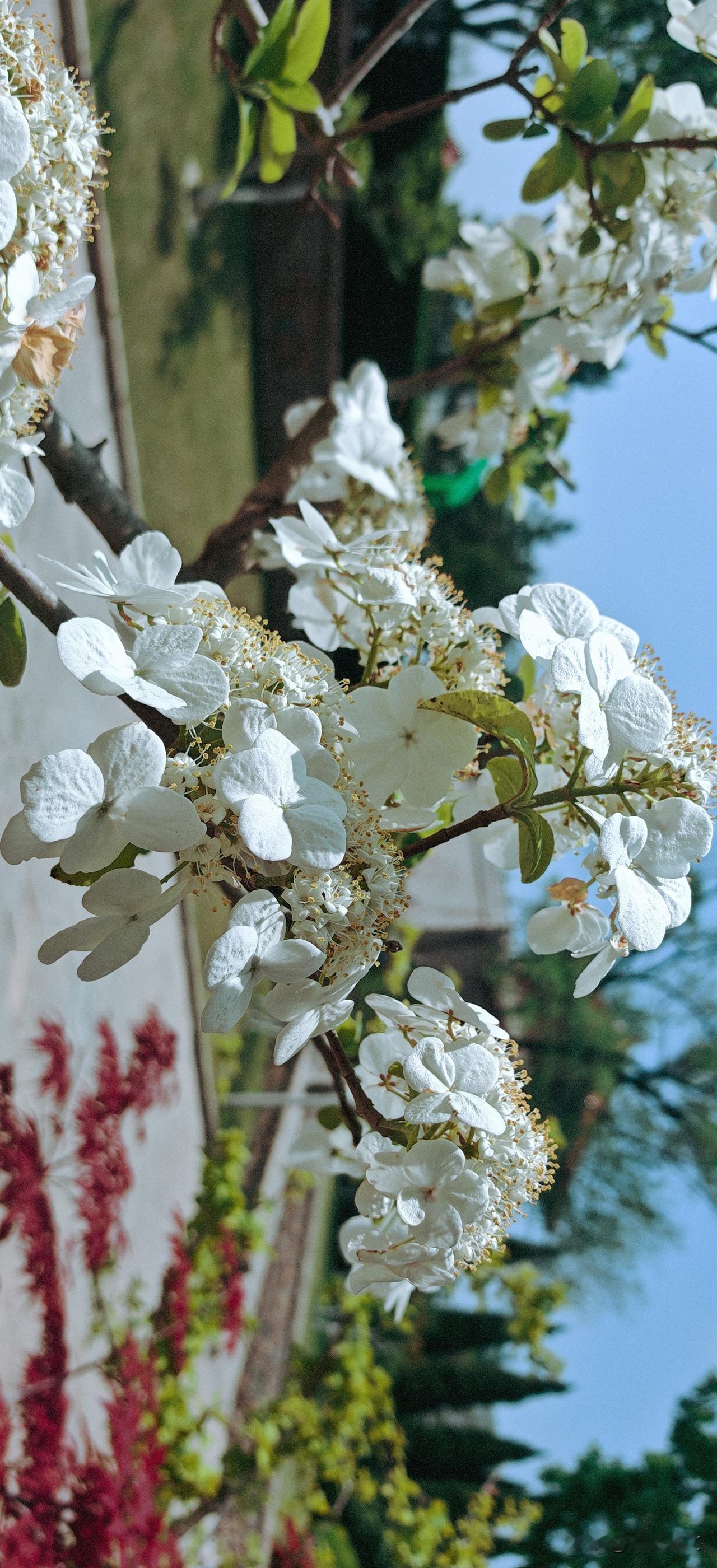 分享一张随手拍的花。琼花的美，是一种淡雅而从容的惊艳。它不像牡丹那样雍容华贵，也