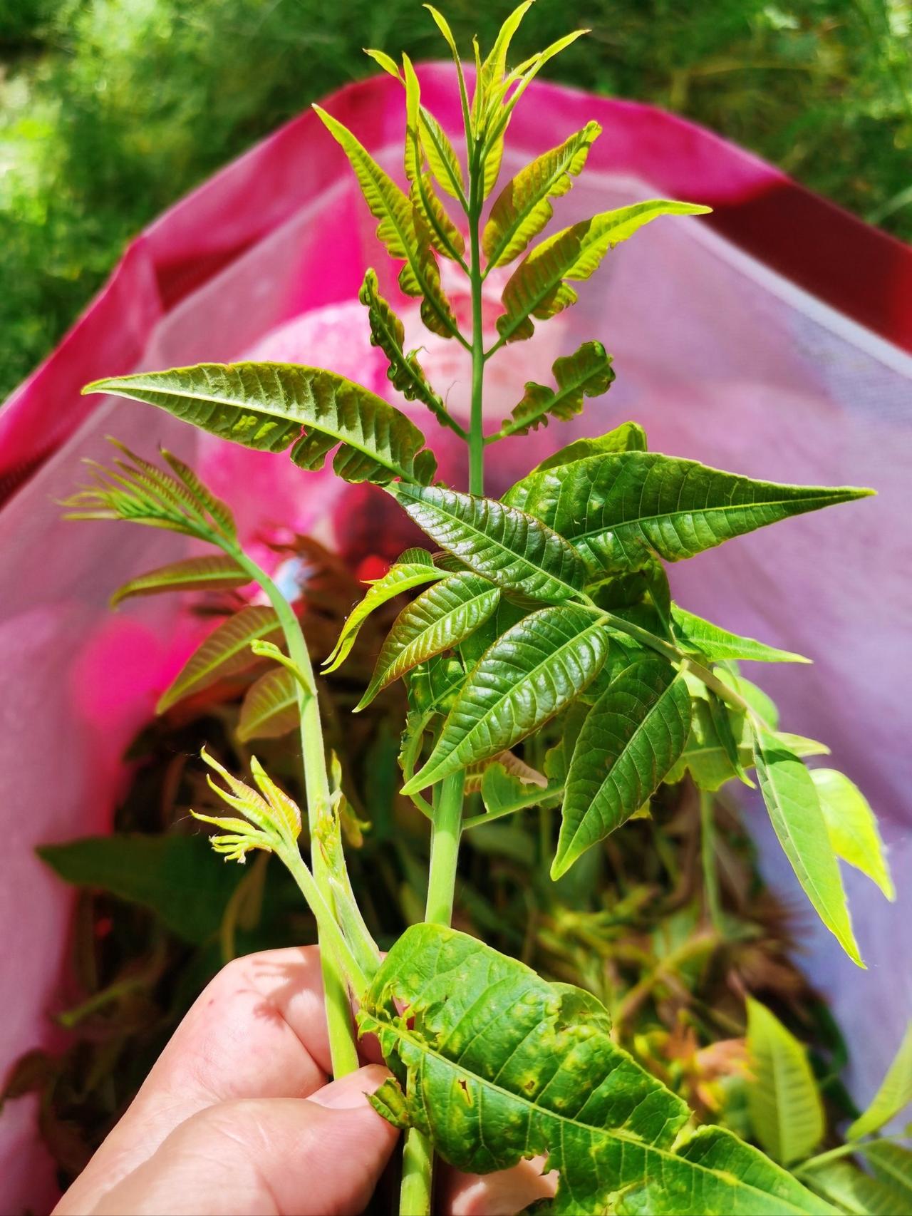 采桑子 · 采椿芽
 
春风催绽椿梢翠，嫩蕊初芽。缓步林涯。掐取新丫满竹笆。

