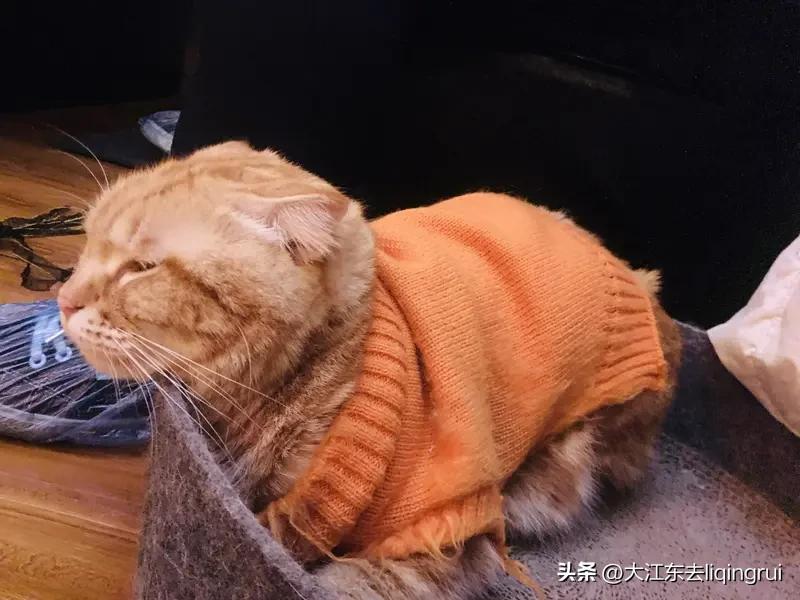 会“隐身”的胖橘
 
楼下便利店的王大爷最近愁得慌——他家的胖橘“年糕”成了小区