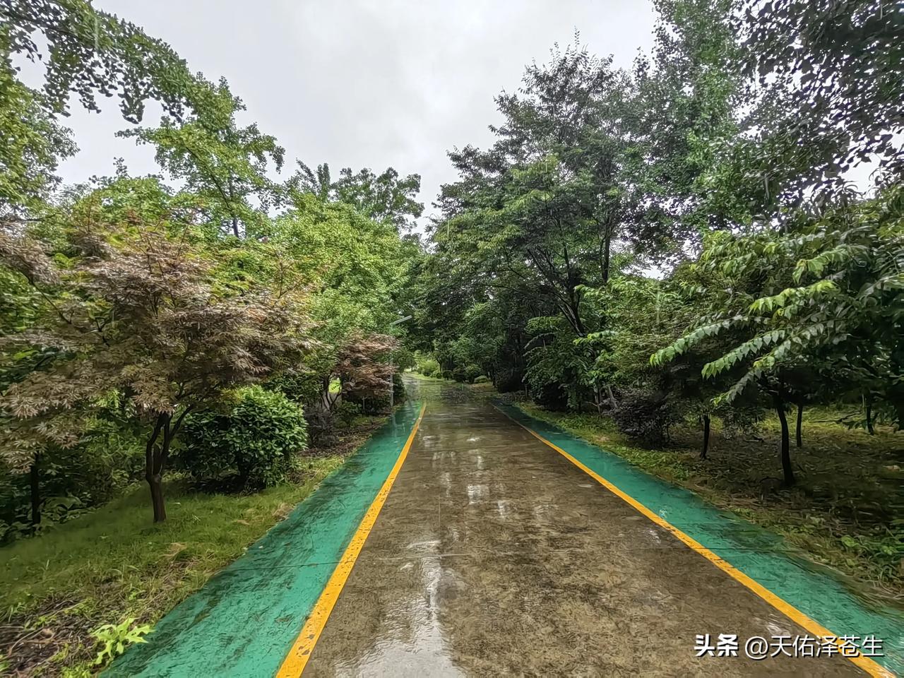 雨呢？  

      下午 ，天空突然乌云密布，雷声隆隆，本以为很快就会有一