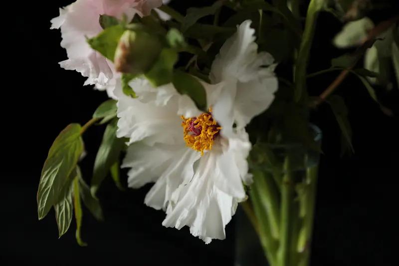 航天员陈冬与牡丹的缘分真的很奇妙。1月16日在北京的见面会上，他收到了从家乡洛阳