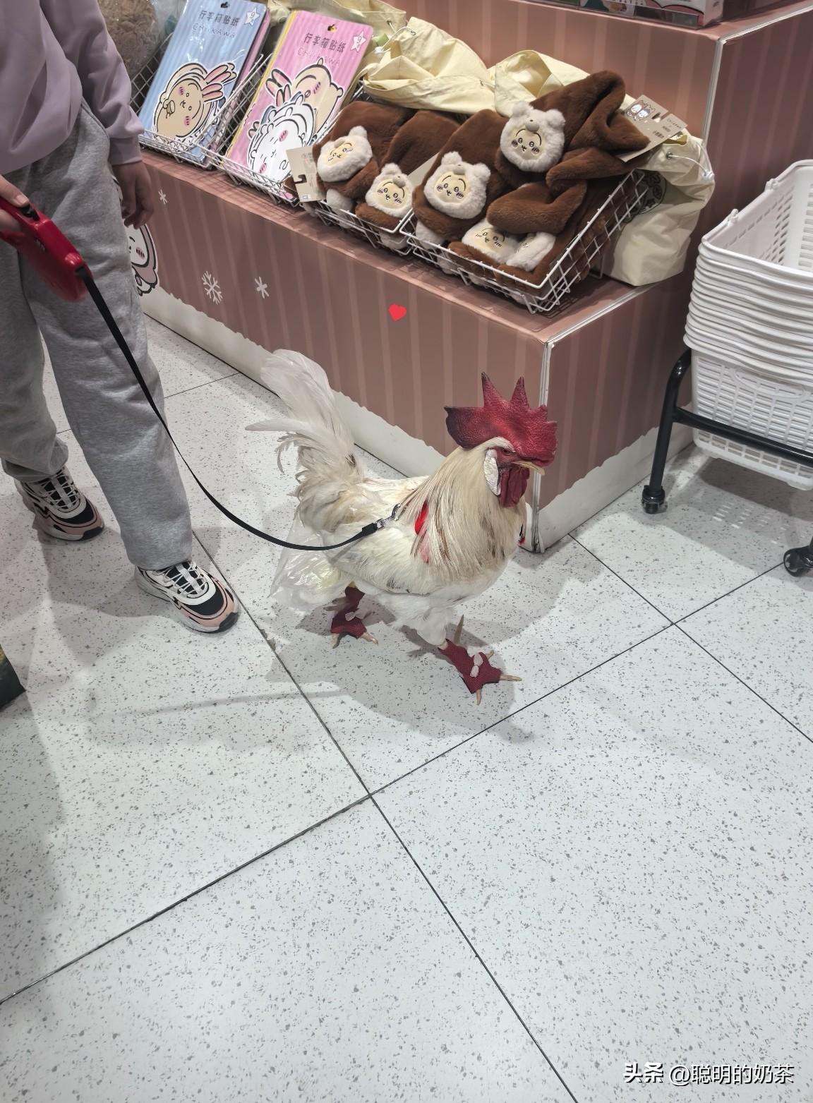 看过遛狗的，见过遛鸟的,但从没见过溜鸡的……