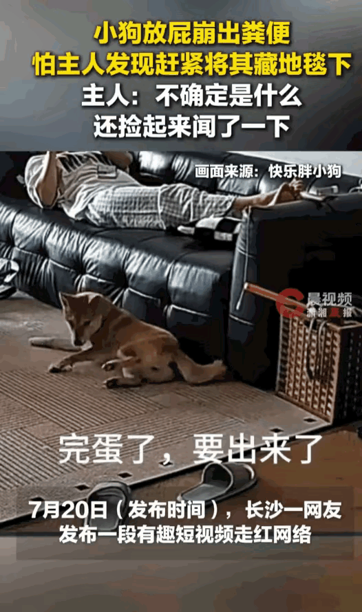 口味是真重！湖南长沙，女子正躺在客厅沙发玩手机，余光瞥见自家小狗行为怪异，不停地