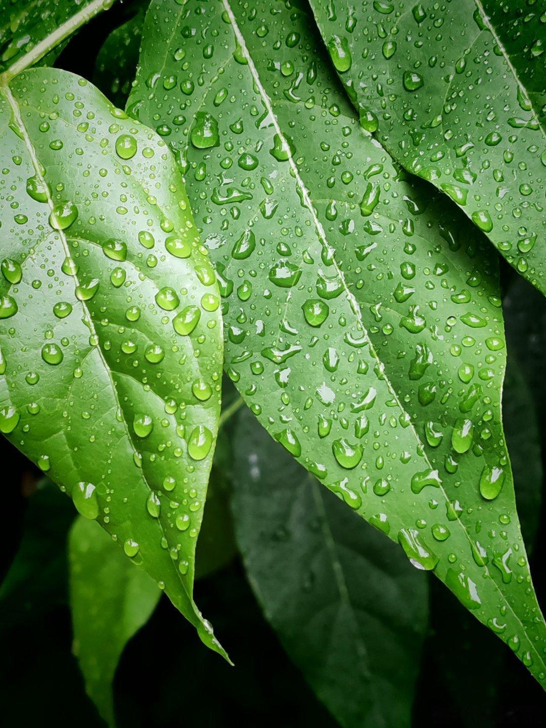 用眼睛寻找美丽 绿叶上的雨水……江南天天拍江南手影好摄天下生活手记 马鞍山