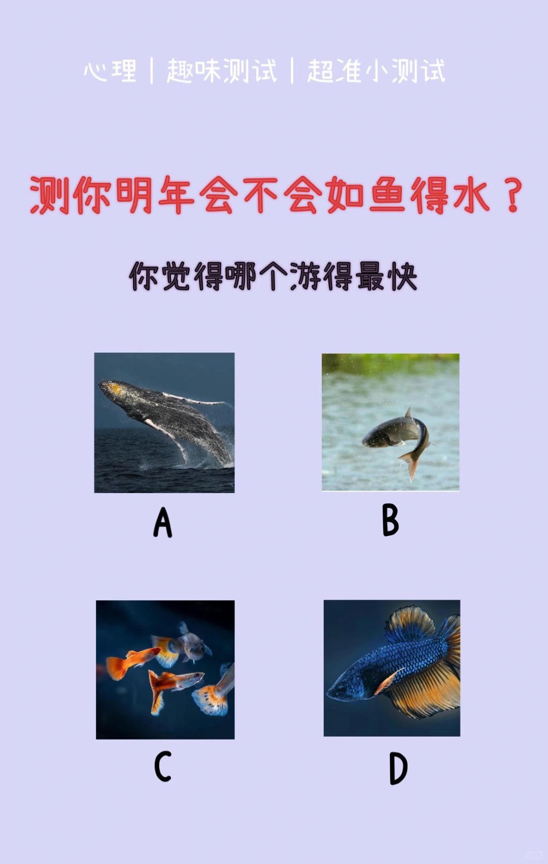 🔥测试｜测你明年会不会如鱼得水？