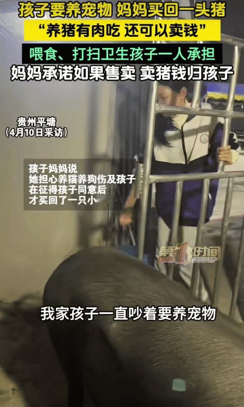 “太有经济头脑了！”贵州平塘，孩子要养宠物。没想到，妈妈买回一头猪让孩子养。妈妈