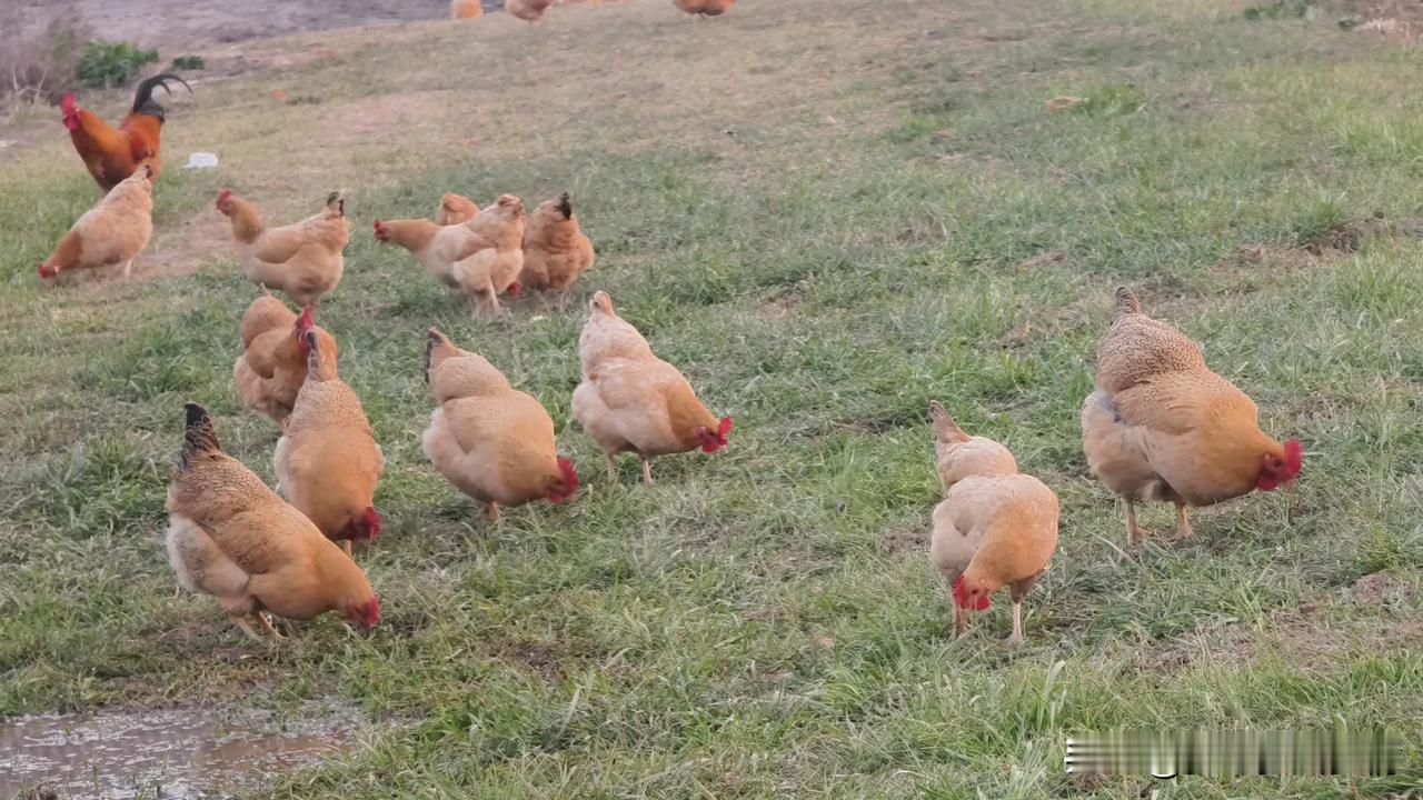 有觉得自己家养的土鸡不好吃的吗?

土鸡肉质鲜美、营养丰富、口感细腻且有韧性、香