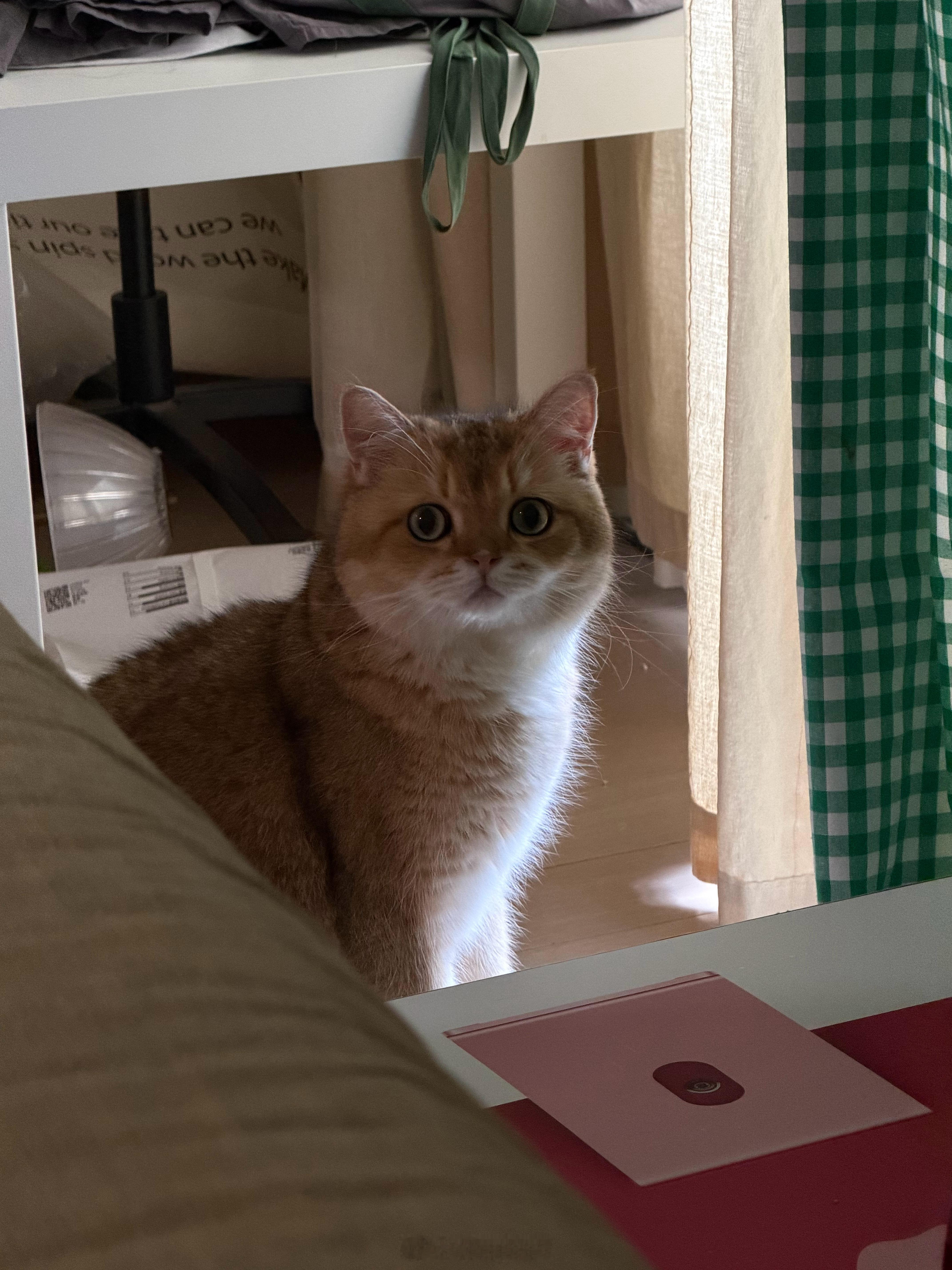 (˶‾᷄ ⁻̫ ‾᷅˵) 