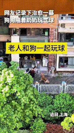 看到这个视频，心里可暖乎了。
上海一位老奶奶，没事儿跟家里小狗一块儿玩气球，平平