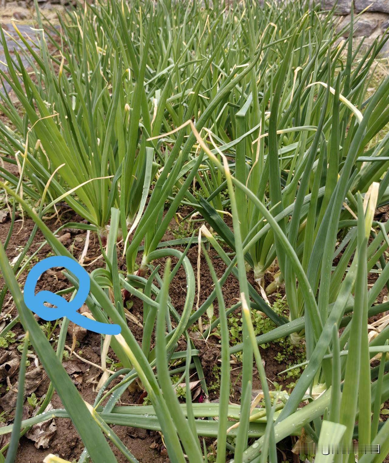清明节气以后，洋葱苗到了采收季节，就该多浇水，不能干地皮了。

洋葱苗，是秋分交