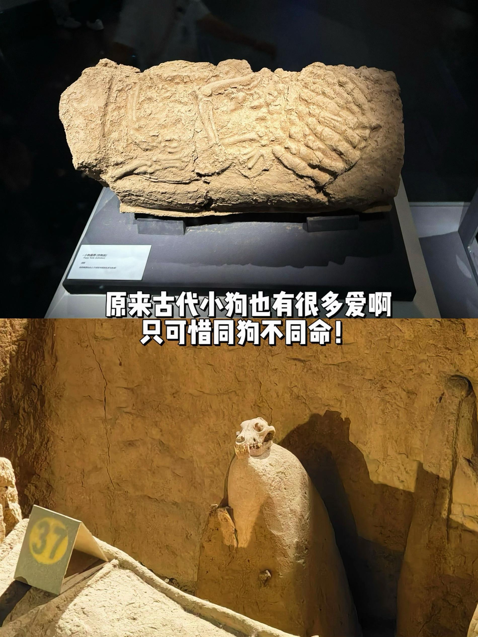 泪目了 原来古代的小狗也有很多爱啊！看到新郑车马坑遗址博物馆的殉葬小狗...