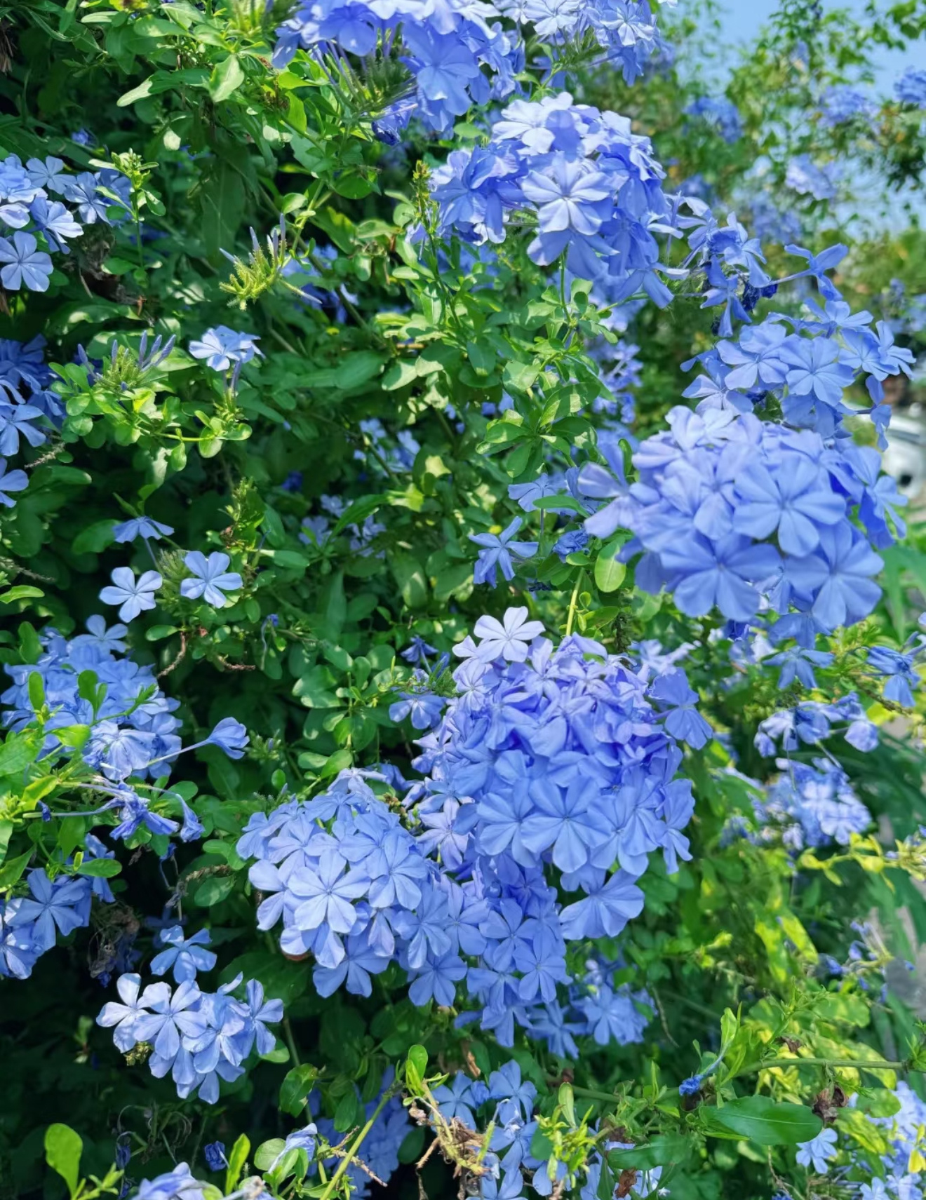 2200蓝雪花种植方法 ：1. 光照充足：蓝雪花是强阳性植物，生长与开花期需保证