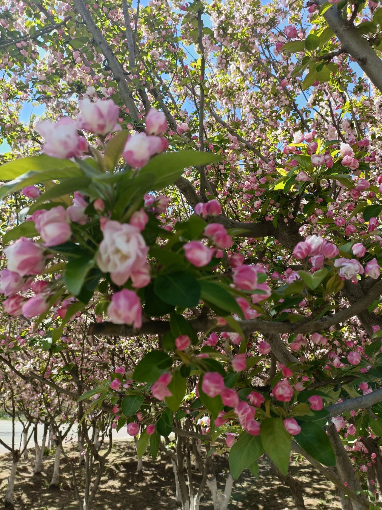 春日生活打卡季 四月最值得去的地方，非洛阳莫属！第43届牡丹文化节在隋唐植物园开