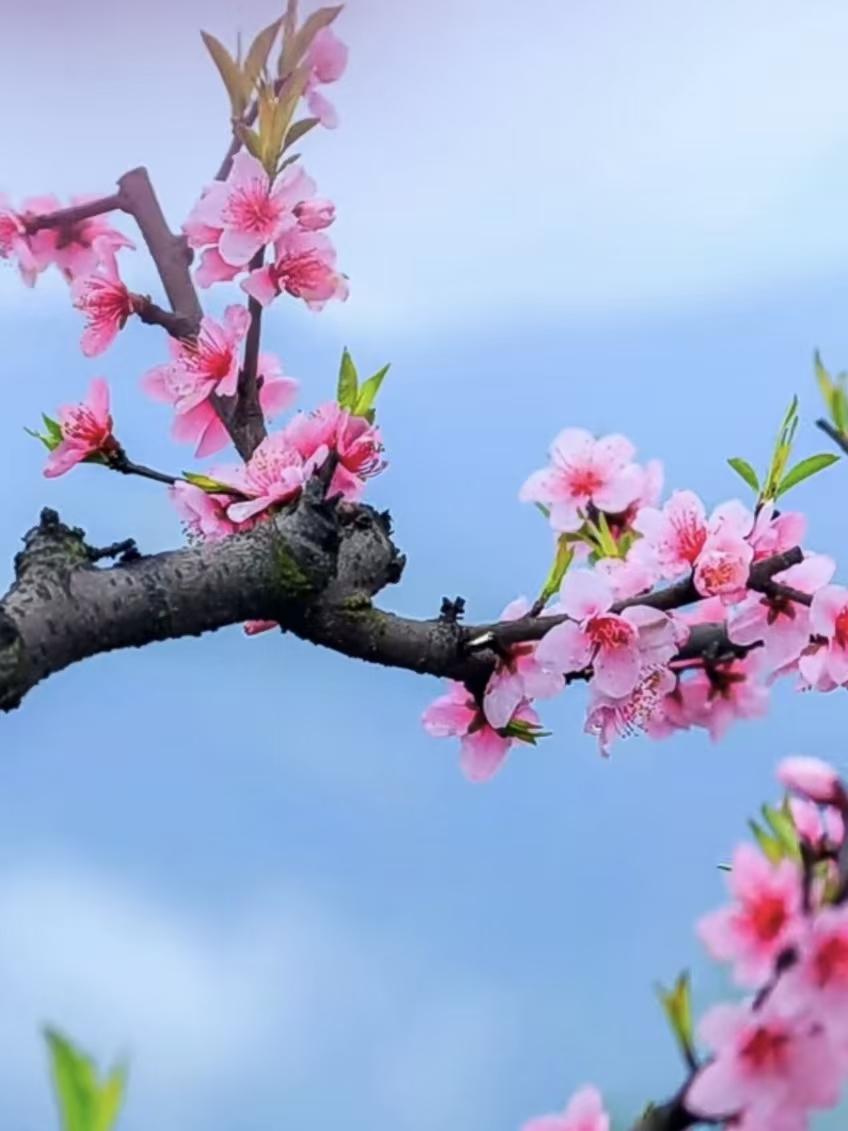 天净沙·桃花
桃花娇晕红妆，
半含春意销魂。
淡粉随风香引，
三春胜尽，
一枝独