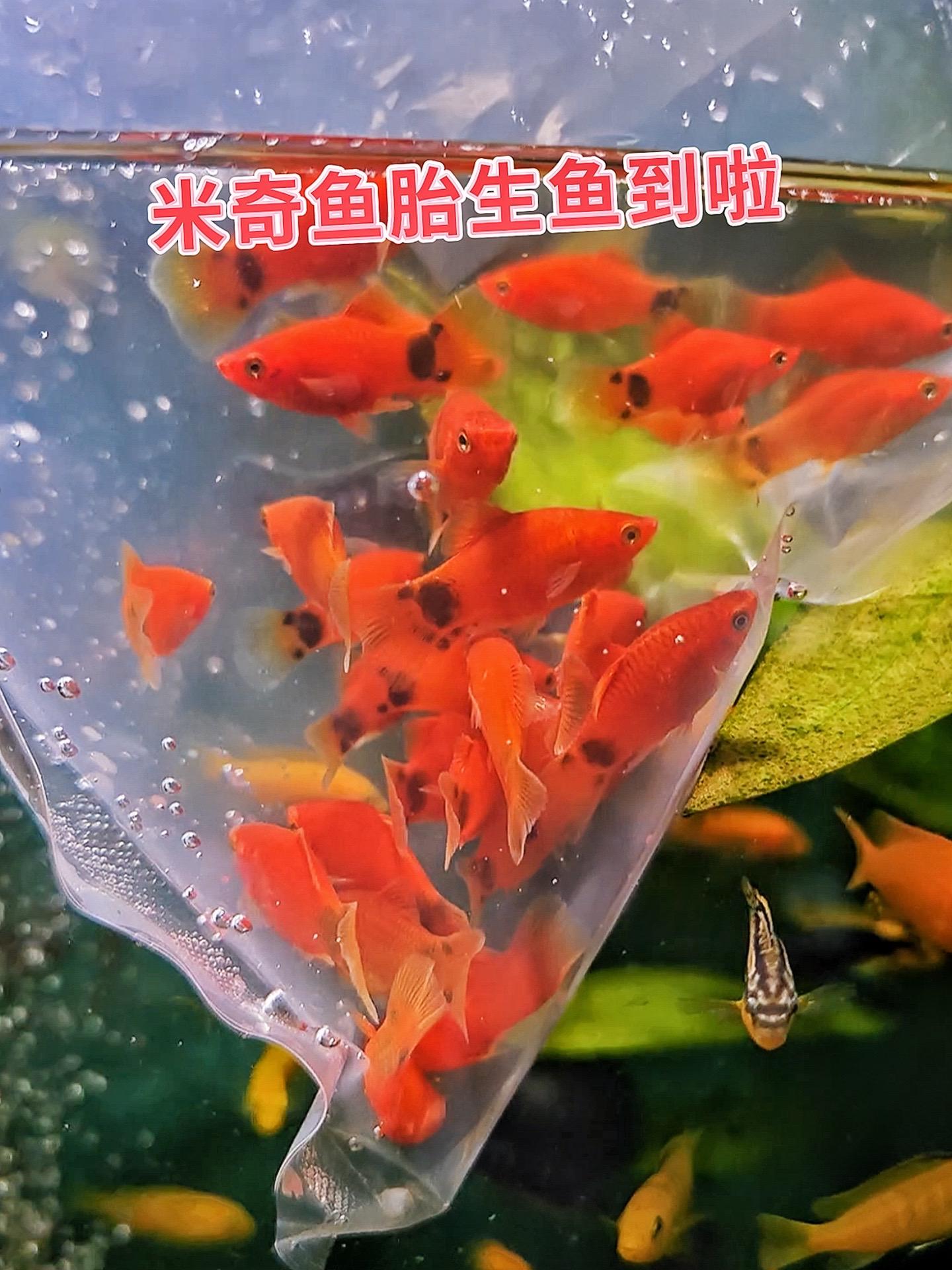 想让鱼缸秒变热闹“鱼城”？米奇鱼登场！繁殖速度快，一胎接一胎，无需漫长...
