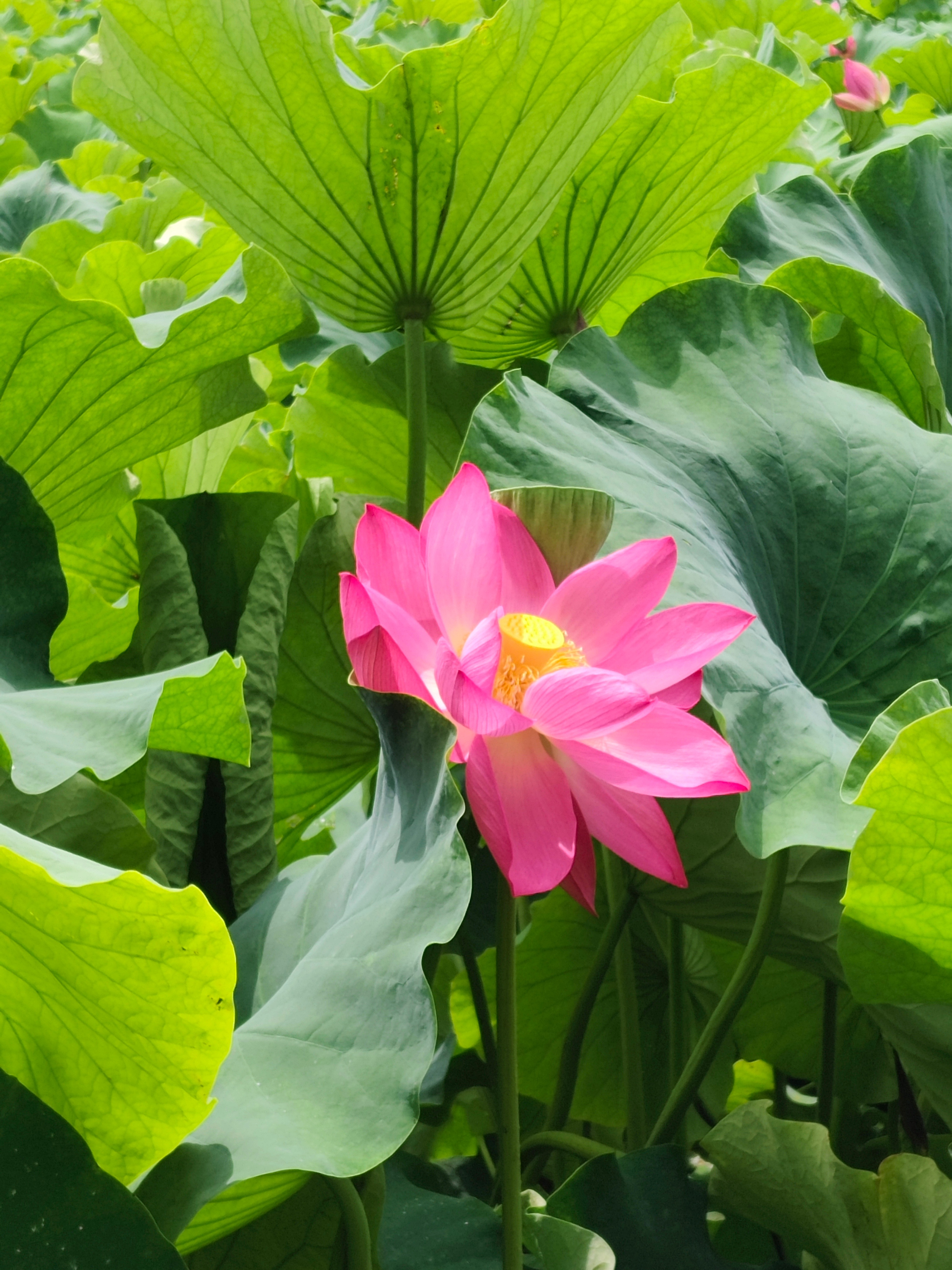 今日夏至夏至已至好运已至 盛夏的专属浪漫——荷花昆明 昆明·大观楼