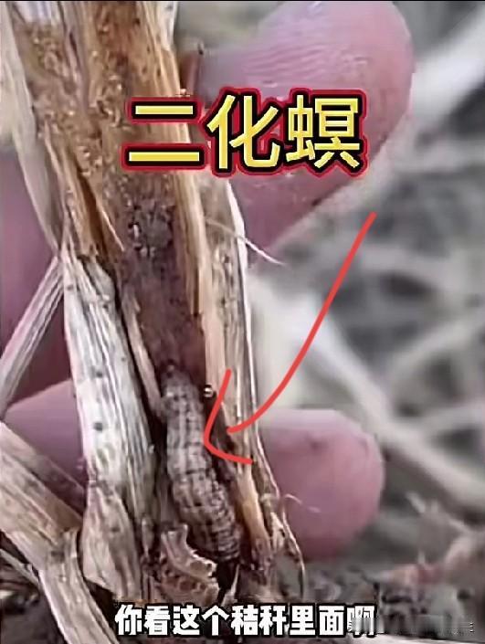 让老农民烧秸秆吧，长时间的粉碎回填土壤它消化不了，时间一长就起这种虫子叫“二化冥
