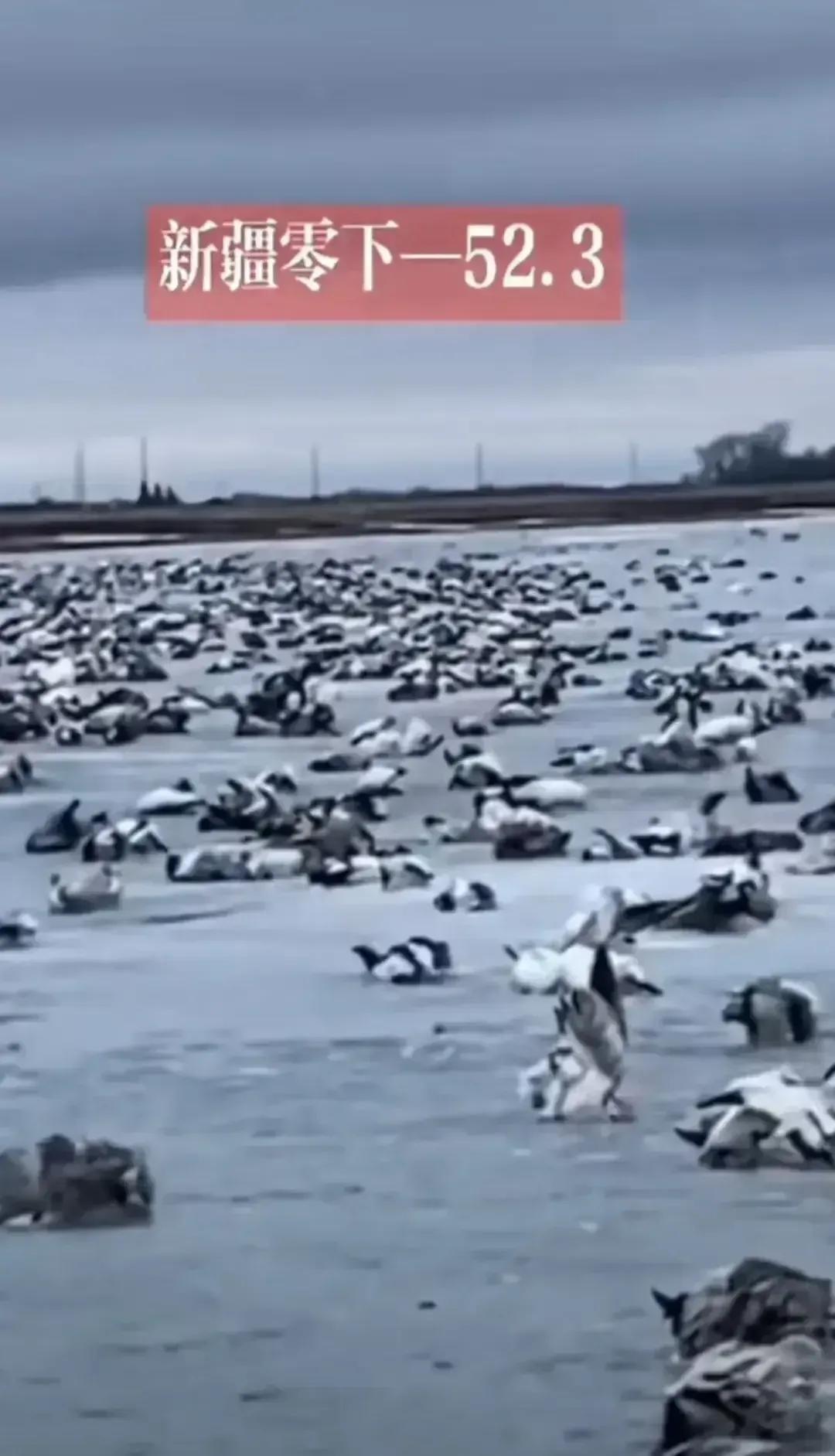 新疆冬天有多冷！看看这些冻死的大雁就知道，成千上万的大雁全部成了冰雁，是不是很恐