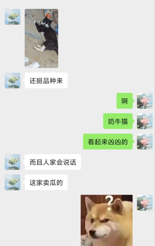 对野猫满是称赞，对自己咪咪全是嫌弃