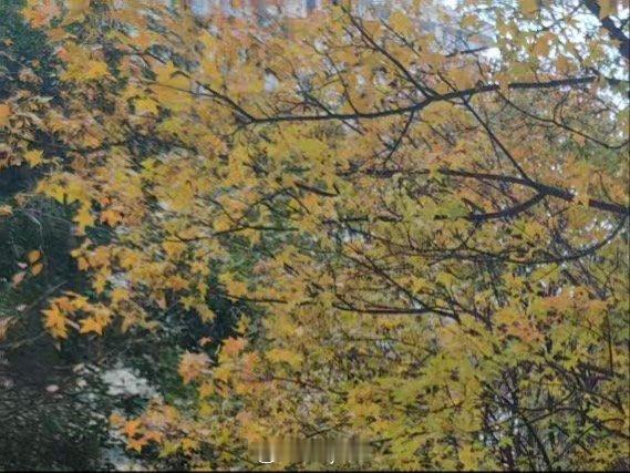 生活就该有些阳光，有点自由，还有一些花朵，早安